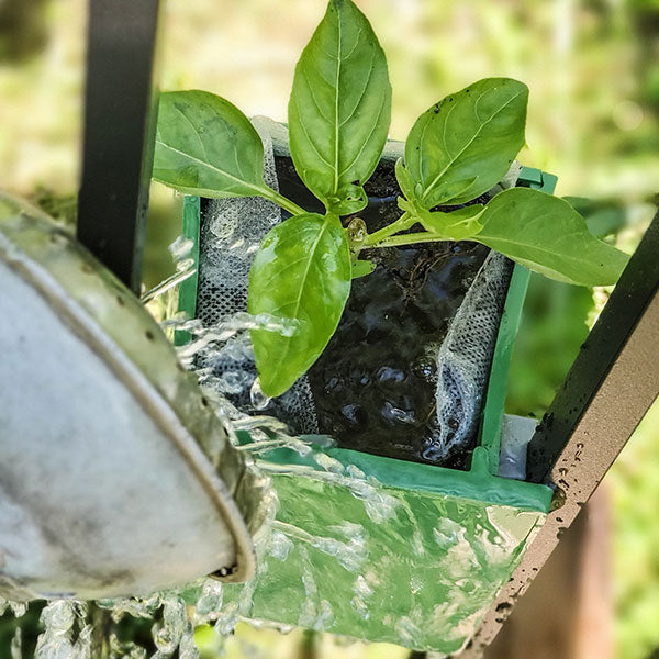 Basil Plant being Watered in a Sprout Railing Planter on a Small Patio